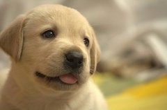 旅行中もペットと一緒！ペット同伴OK宿のメリットとは？