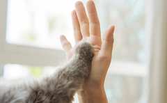 杉本彩さんの「人とペットが幸せに暮らす関係」に共感の嵐！