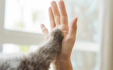 杉本彩さんの「人とペットが幸せに暮らす関係」に共感の嵐！