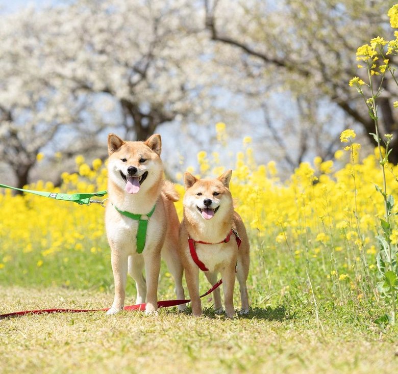 菜の花をバックにポーズの福ちゃん（右）と富くん