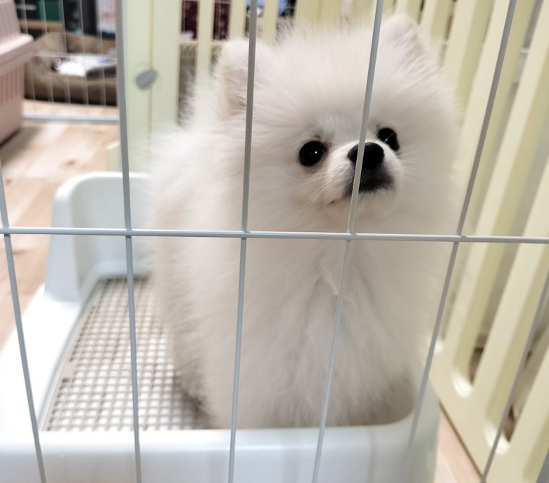 新しい家族のわんちゃん。まるで微笑んでいるような愛らしい表情にくぎつけ！