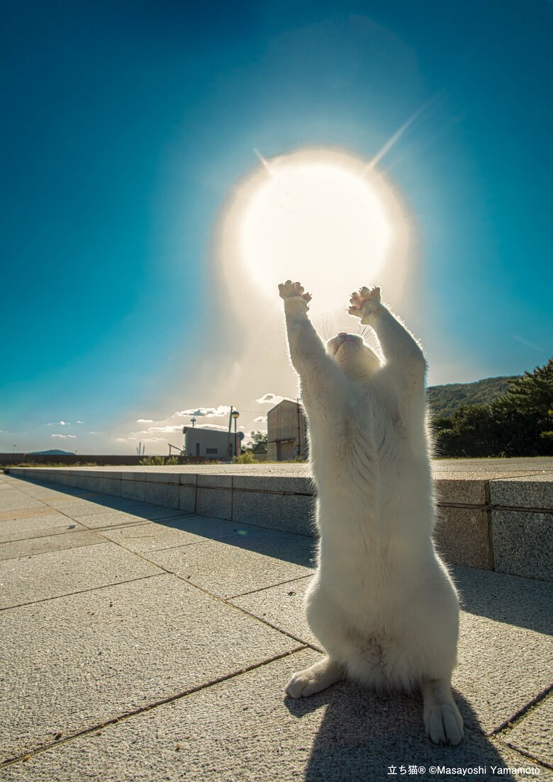 太陽にタッチ！（撮影：山本正義さん）