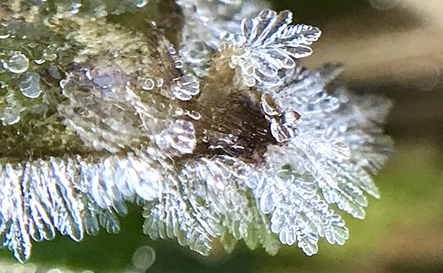 霜の結晶／佐々木さん提供