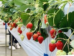 もぎたてをおなかいっぱい！家族で楽しむ果物狩り