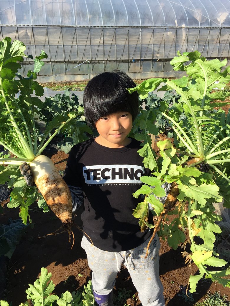 8歳8ヶ月。大根を収穫