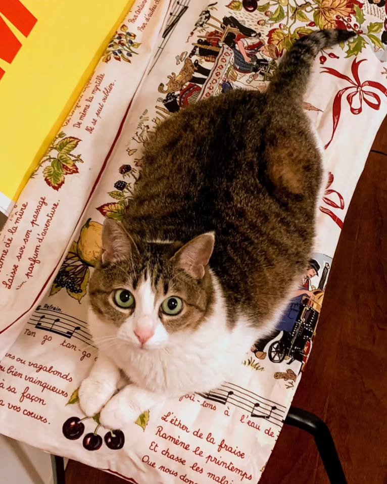 濱田さんの愛猫・なっちゃん（「モダンチョキチョキズ」公式Instagramより）