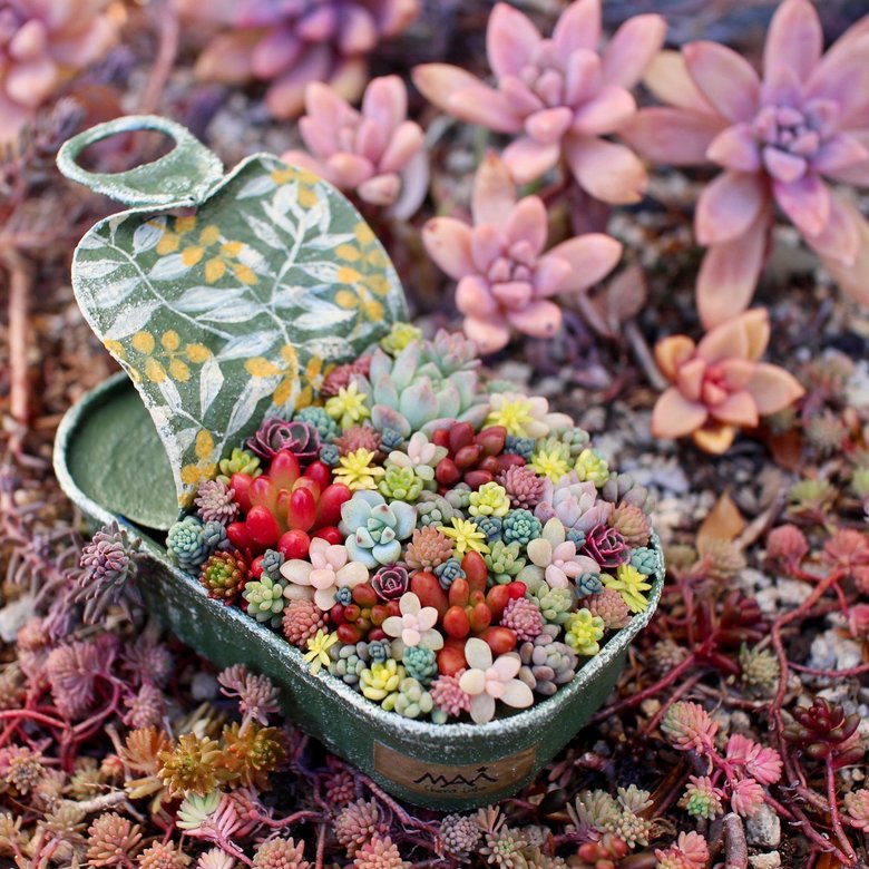 空き缶を鉢にする「リメ缶」。多肉植物の楽しみ方は無限大！（写真：MAiさんのInstagramより）