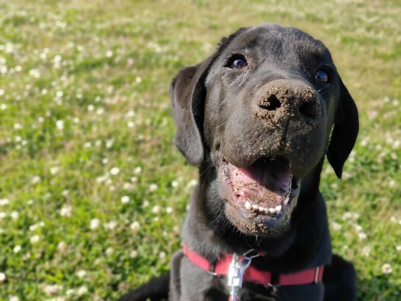 誰にでも人懐っこかったリアン「すごく男前でした」