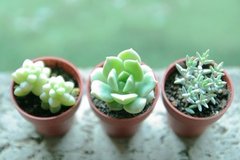 初めてでも大丈夫！プランターで育てられるオススメ野菜3つ