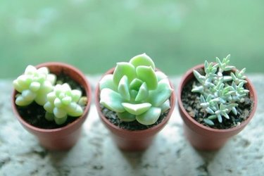 初めてでも大丈夫！プランターで育てられるオススメ野菜3つ