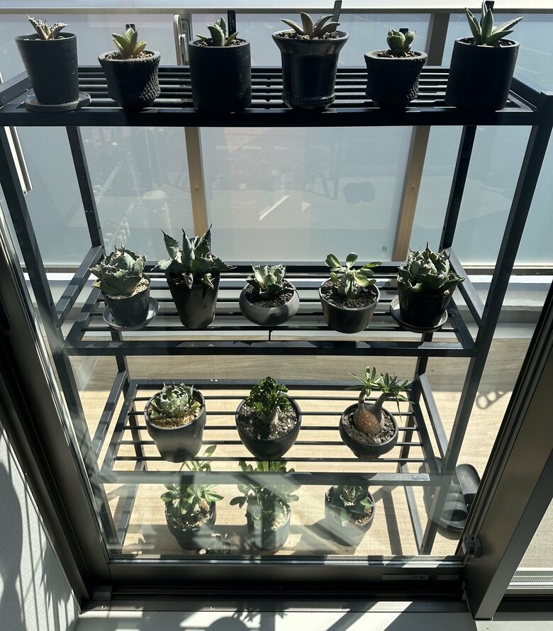 日の当たるベランダで丹精に育てられている植物たち