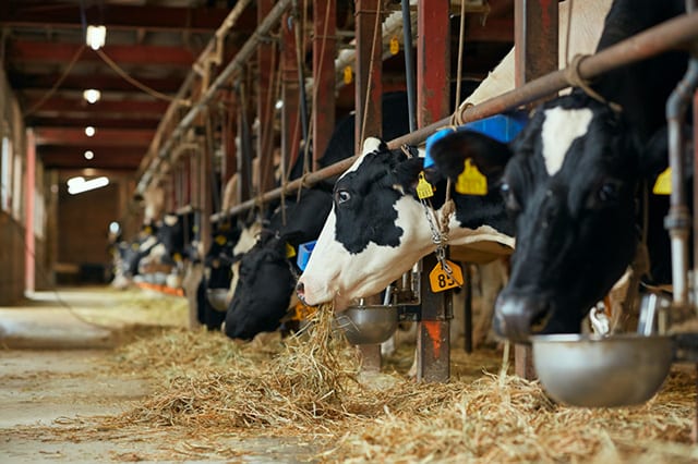 牛乳を仕入れている長野県南牧村の契約農家「新海牧場」