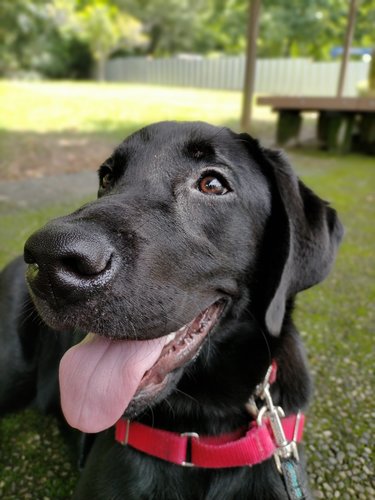 「ほめるときは“グッド”」盲導犬候補の子犬を育てた家族の300日間