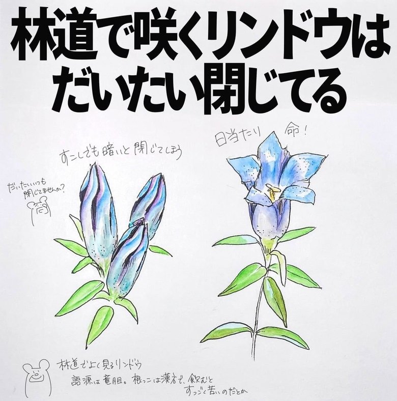 林道で咲くリンドウはだいたい閉じてる