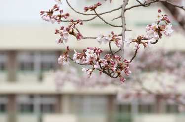 中学は私立・公立…!?比較ポイントを整理してみた