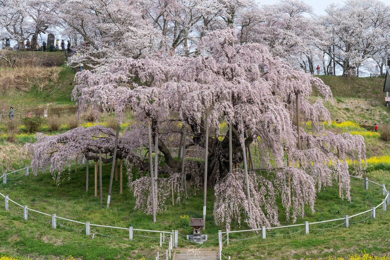 国の天然記念物にも指定されている福島県の三春滝桜（撮影・BeKoさん）