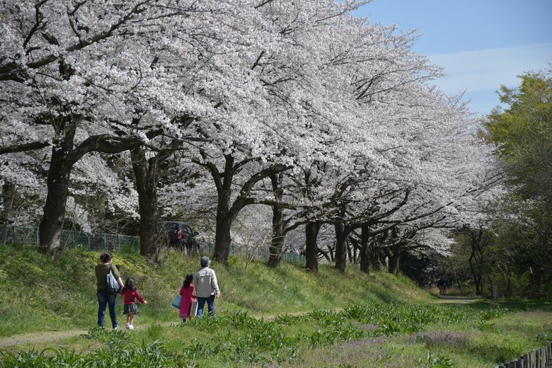 見沼田んぼの桜回廊（7/7）