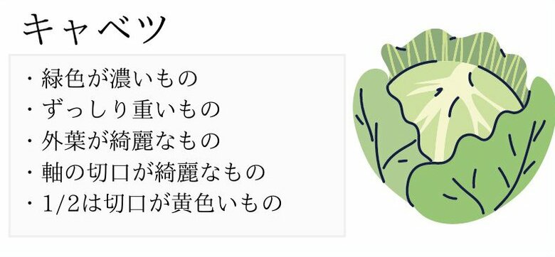 おいしいキャベツの見分け方