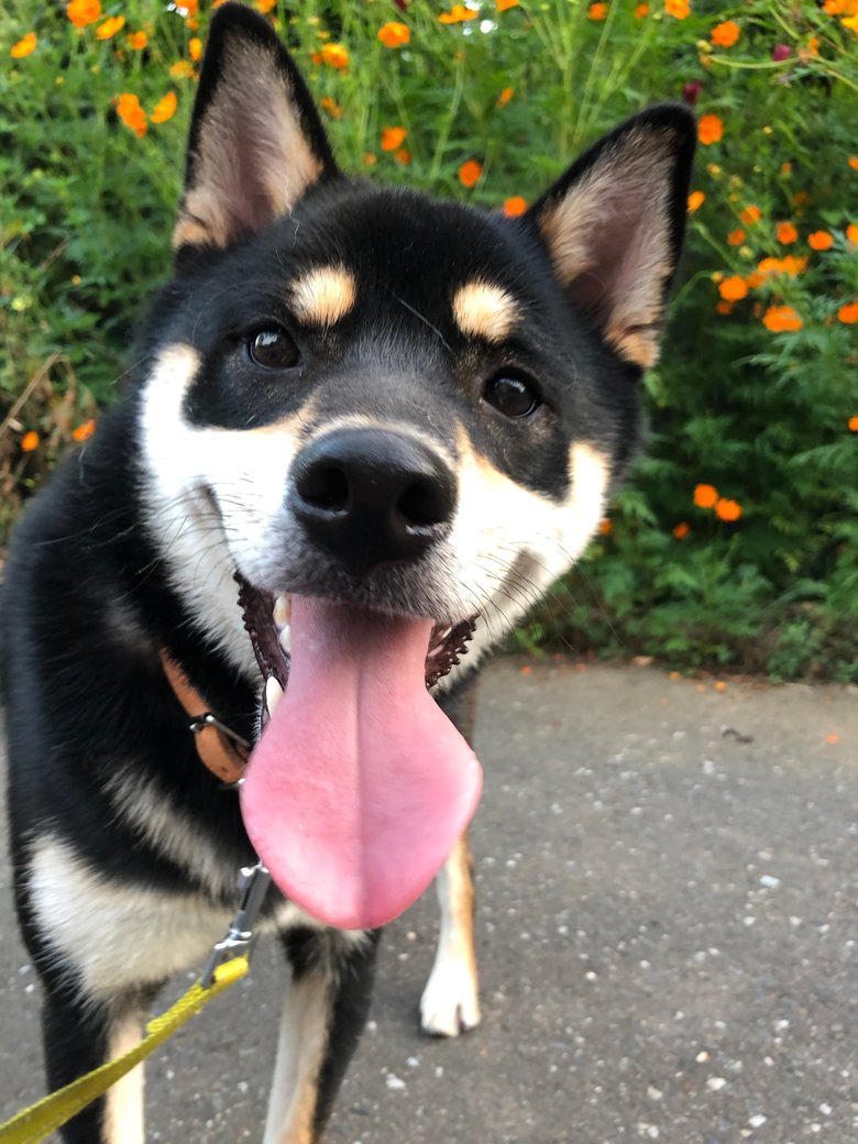 まんきつさんの癒やしになっている愛犬
