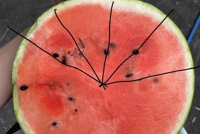 中心を起点に種の上に包丁を入れる