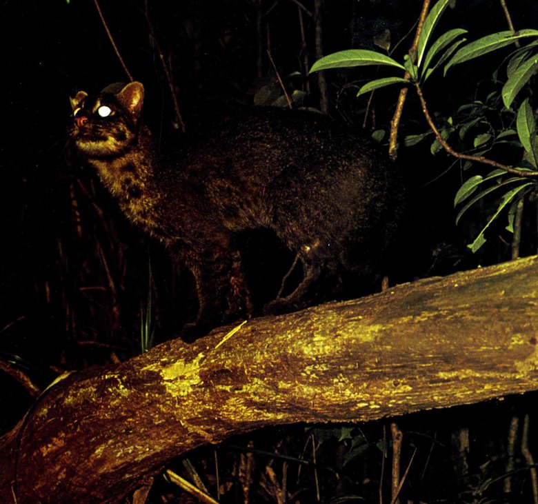 ▲イリオモテヤマネコ（写真提供：今泉忠明先生）