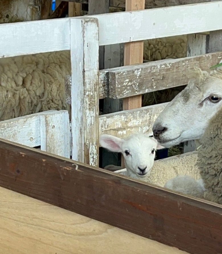 濱田さんが撮影した羊の親子の写真。「俺は目が見えないからわからないけどかわいい羊の赤ちゃんちゃんと写ってるかなぁ」。バッチリ写ってます！