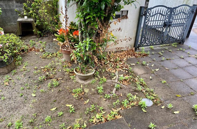 雑草が広がる実家の玄関前