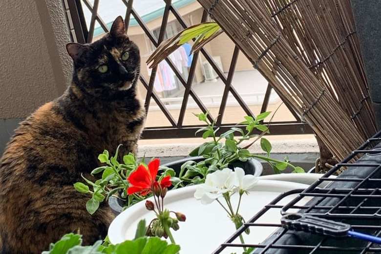 癒やしが欲しくて飼い始めた2匹の猫が、まきさんの心の支えになった