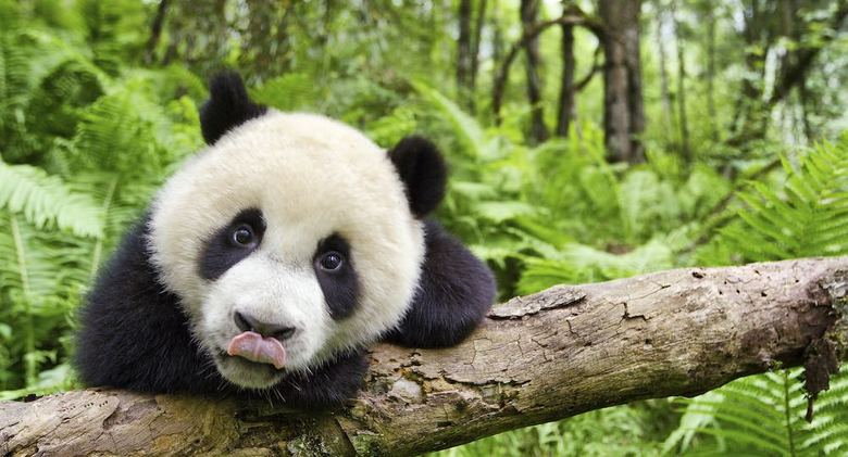 ©Earth Films Productions Limited 2017