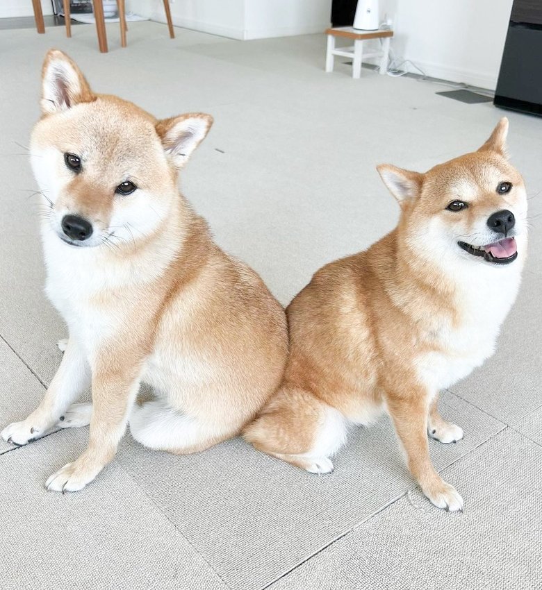 おしりをくっ付け合う福ちゃん（右）と富くん