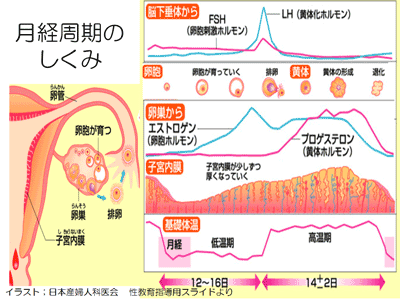 引用：学校保健「月経の基礎知識」