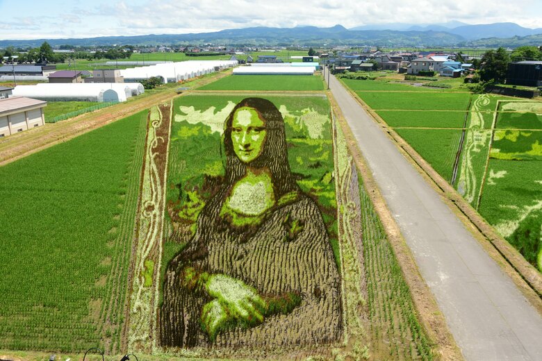 令和4年の第1田んぼアート作品「モナリザ」（2022年7月7日現在）