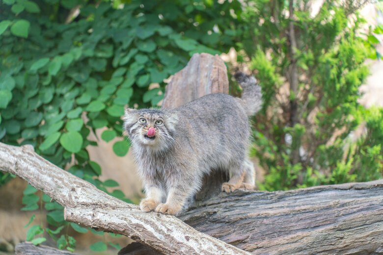 舌なめずりするマヌルネコのポリー
