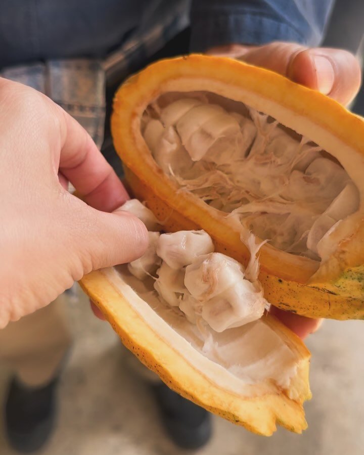 「初めて見た！」カカオの果肉は白くて南国のフルーツの味