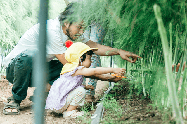 野菜収穫の様子