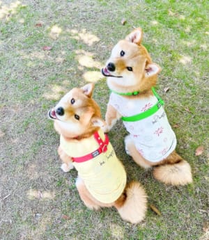 特に福ちゃん（左）はカメラ目線を意識してくれるそう