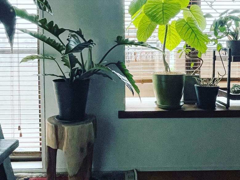 ▲写真左の黒い鉢植えがフィロデンドロンナローリーフ