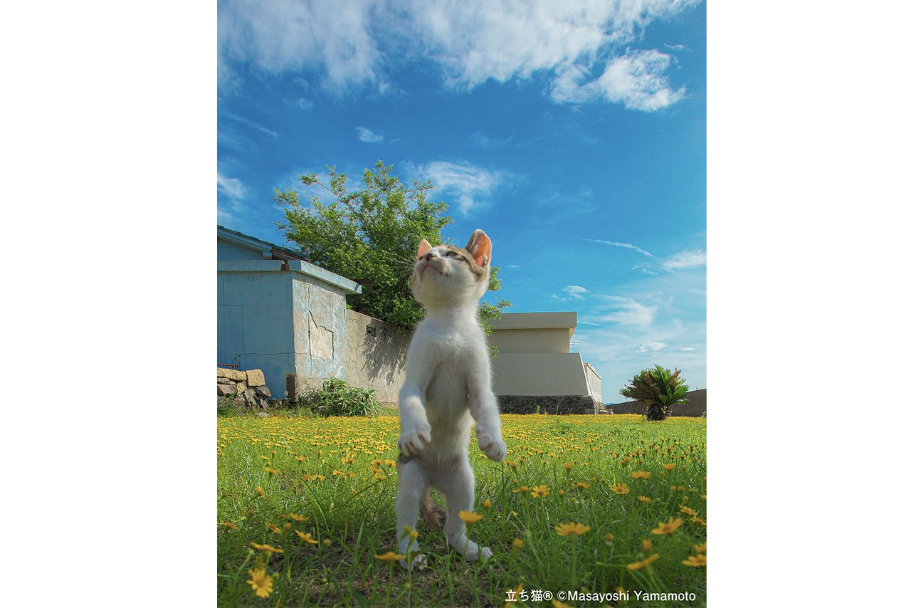 写真に対する自信を失い、再度写真を撮るきっかけになった作品「希望の立ち猫」(撮影:山本正義さん)