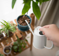 サボテンすら枯らす…なぜか植物をダメにする人の根本的な特徴