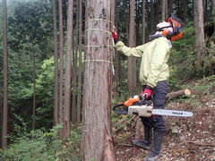  「都の4割は森林」どう活かす？東大卒のきこり 2児の母として林業への挑戦