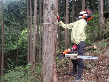  「都の4割は森林」どう活かす？東大卒のきこり 2児の母として林業への挑戦
