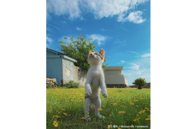 写真に対する自信を失い、再度写真を撮るきっかけになった作品「希望の立ち猫」(撮影:山本正義さん)