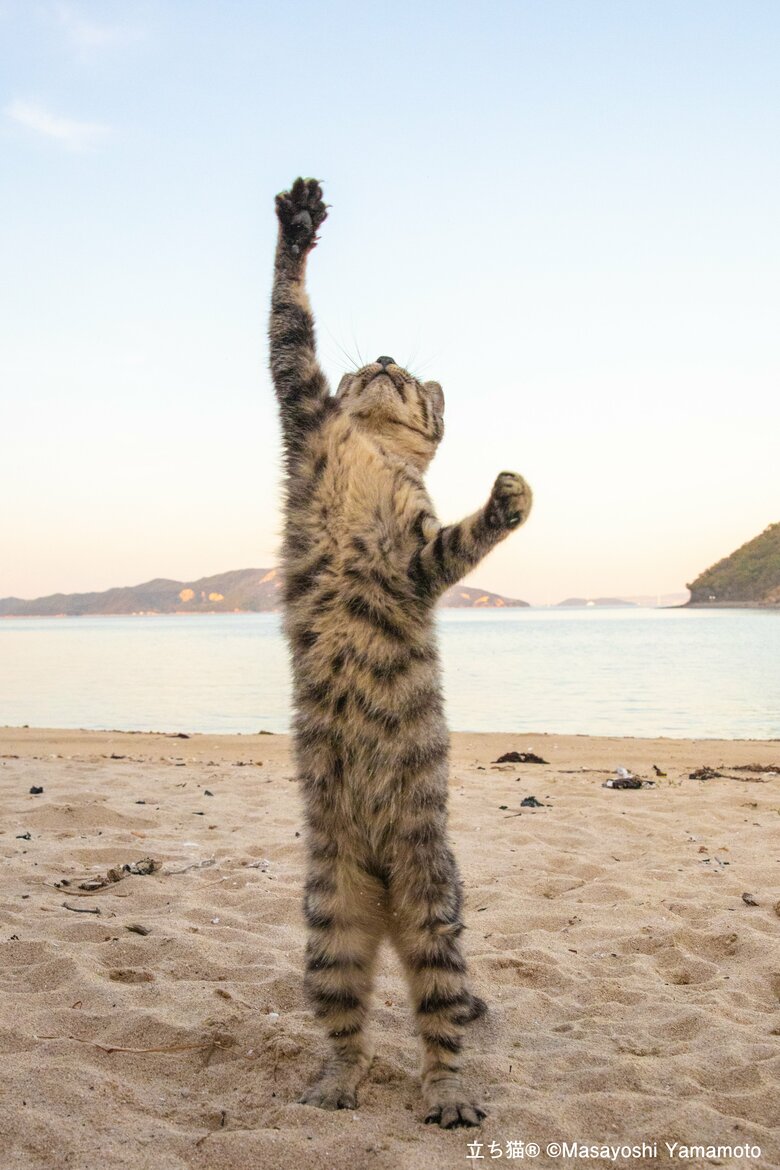 エイエイオー！（撮影：山本正義さん）