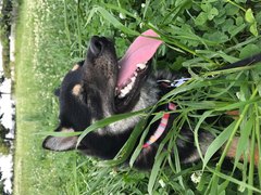 初心者必見！　犬を飼うときのコツ【CHANTO4月号より】