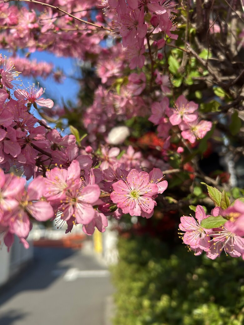朝の散歩中に撮影した一枚。桃色が美しい