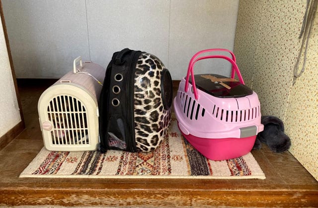 猫の運搬に使ったケース
