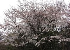 さあ、仕事復帰！慣らし保育中の有意義な過ごし方