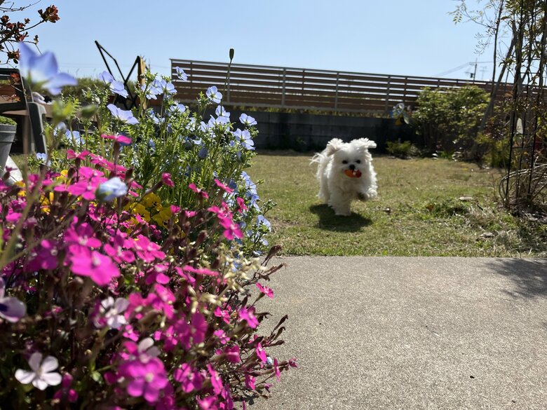 「のびのびと庭を駆け回る愛犬の姿を見ると、移住してよかったと思います」と、小野さん