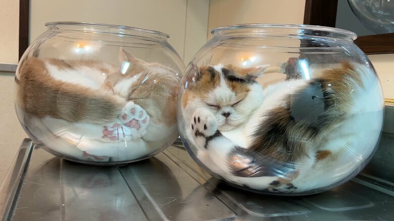 金魚鉢のなかで液体化。肉球がたまらない〜！