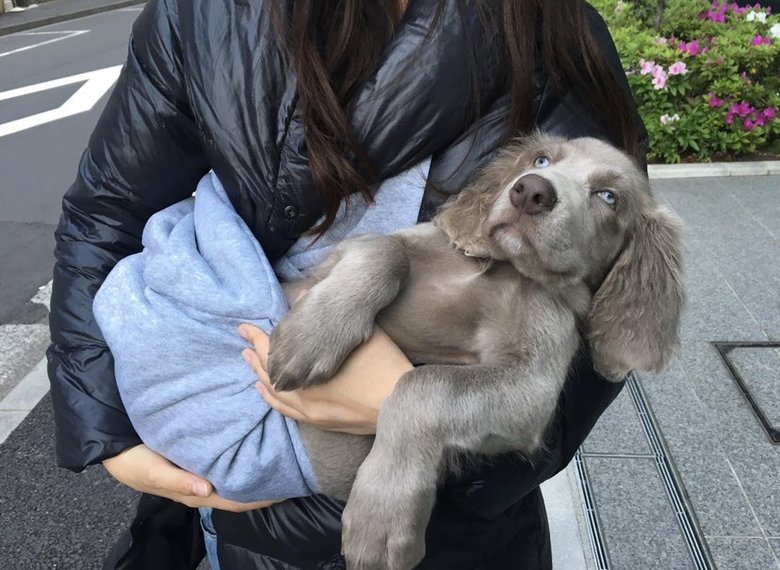 飼いはじめたばかりのころの愛犬エルマー